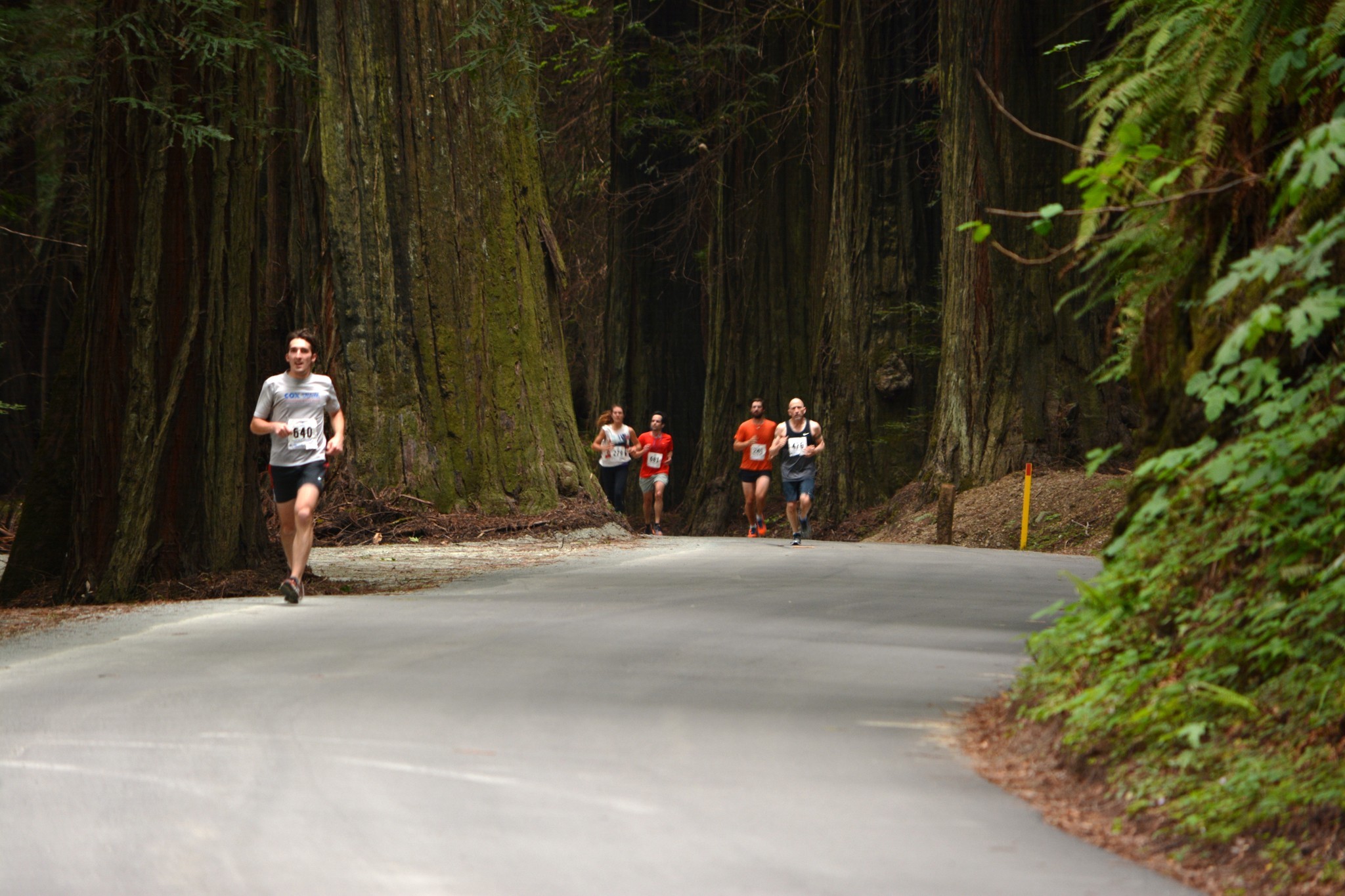 Humboldt Redwood Marathon & Half Marathon